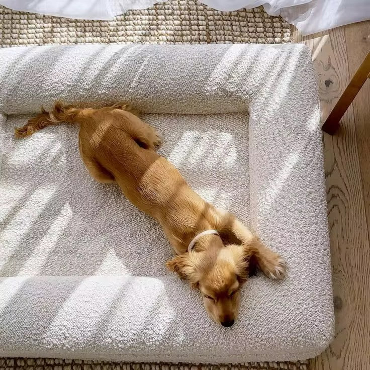 Luxury Foam Dog Bed